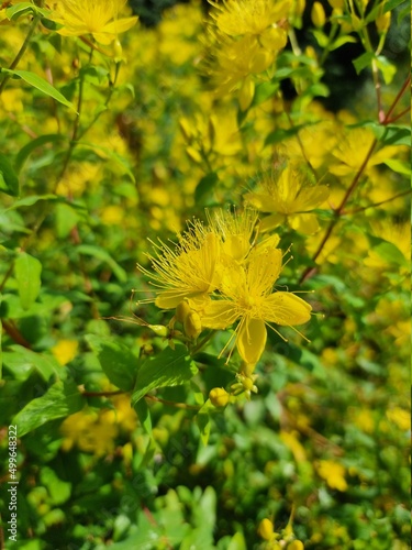 yellow flowers in the garden