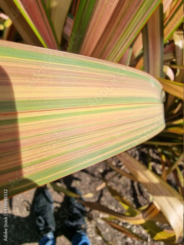 striped leaves