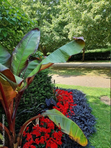 flora in the park