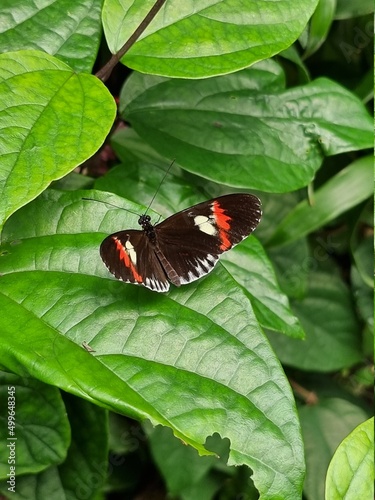 admiral butterfly