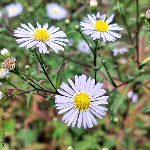daisies in the garden