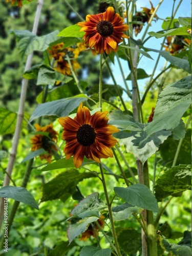 sunflower in the garden