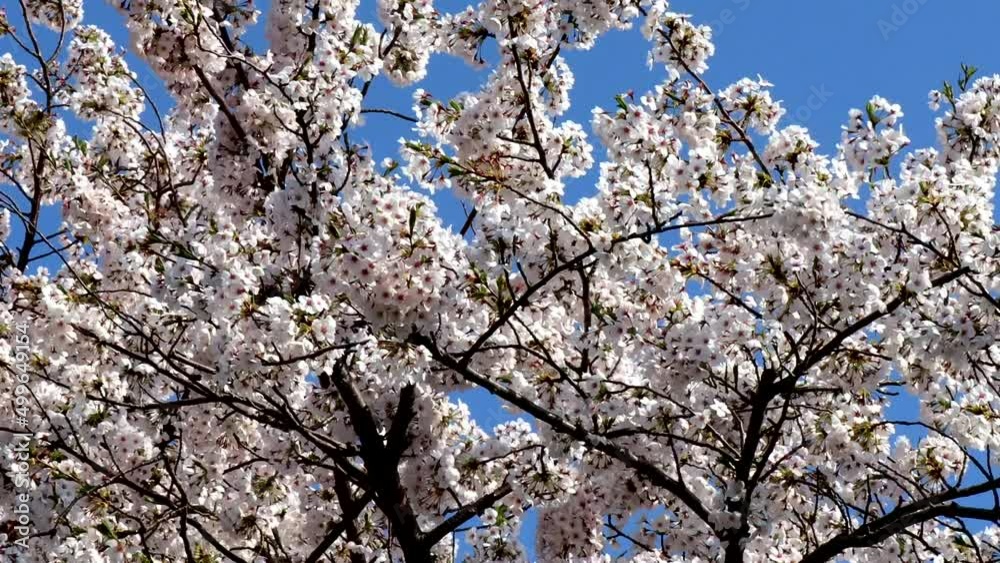 風で揺れる満開の桜 風で揺れる満開の桜