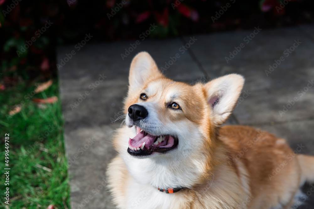 Close up of corgi dog sitting looking off camera Close up of corgi dog sitting looking off camera