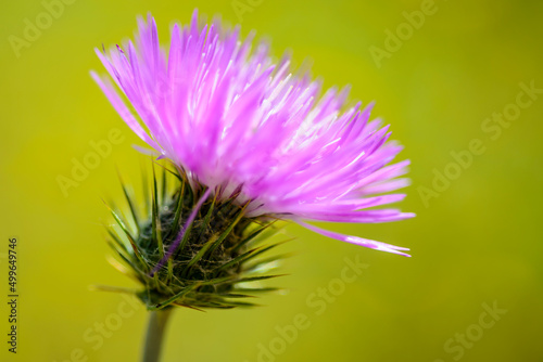 Fototapeta Thistles welcome the spring in Extremadura, Spain