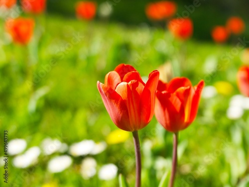 a red tulip on the green flowering meadow on a sunny day