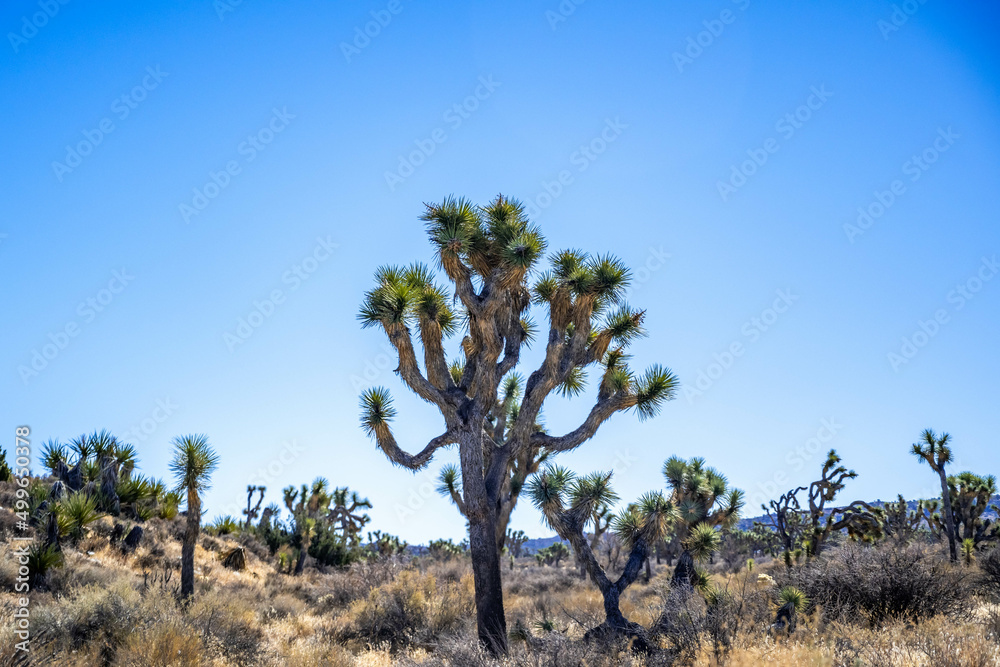 Joshua Trees in Joshua Tree National Park, California Joshua Trees in Joshua Tree National Park, California