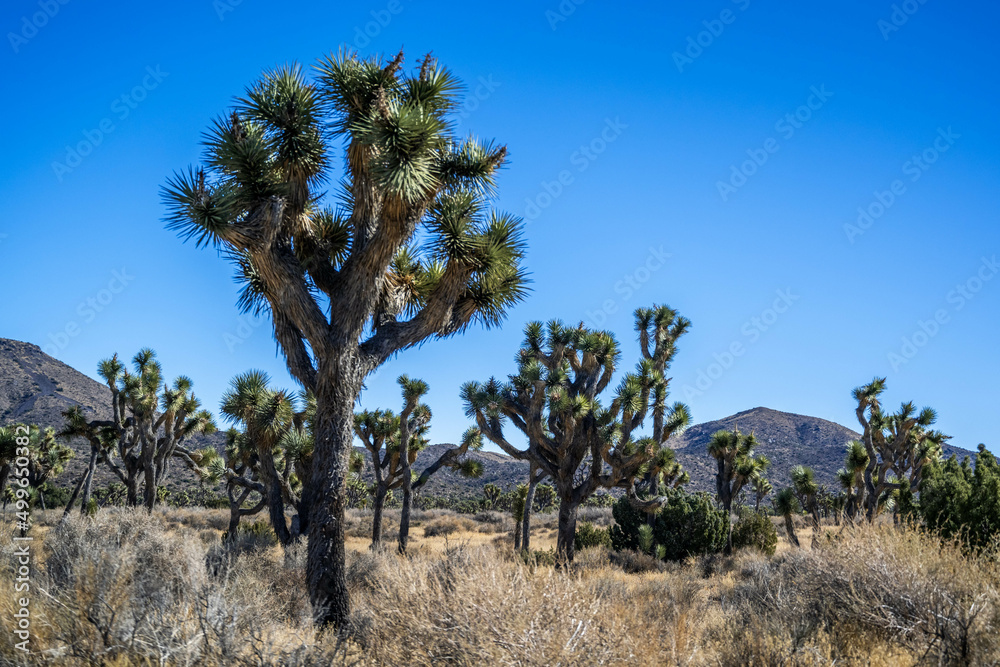 Joshua Trees in Joshua Tree National Park, California Joshua Trees in Joshua Tree National Park, California