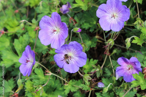 Flowers in the garden and a bee