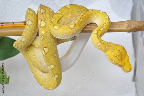 snake on the tree