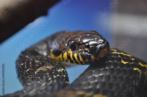 close up of a snake in the garden