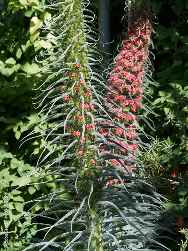 Echium wildpretii ou echium bourgaeanum - Vipérine de Tenerife à inflorescence érigée couleur rouge corail ou rouge cerise, étamines blanches, feuillage lancéolé grisâtre photo