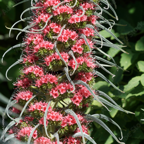 Echium wildpretii  |  Vipérine de Tenerife à hampe florale conique à floraison en épis à spirales aux nombreuses fleurs à pétales rouge corail avec de longues étamines blanches photo