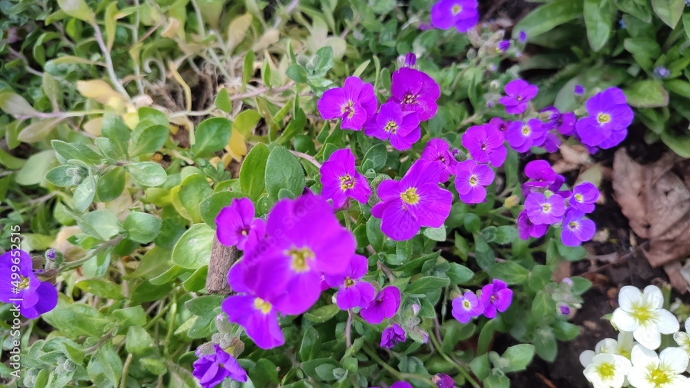 Blühende Blumen, Blumenbeet, Vorgarten, Deutschland