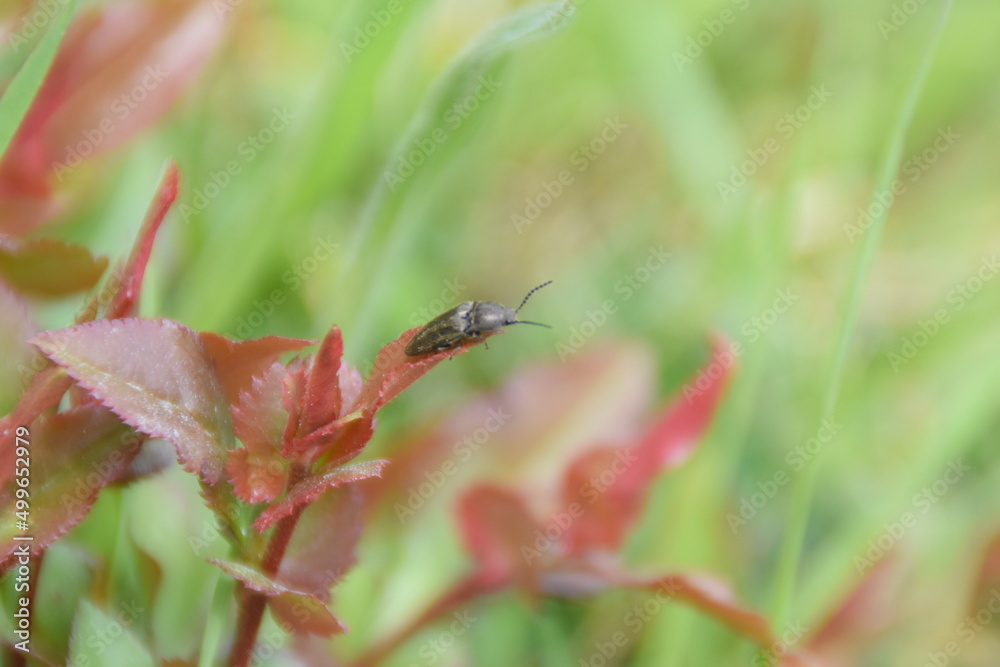 fly on leaf fly on leaf