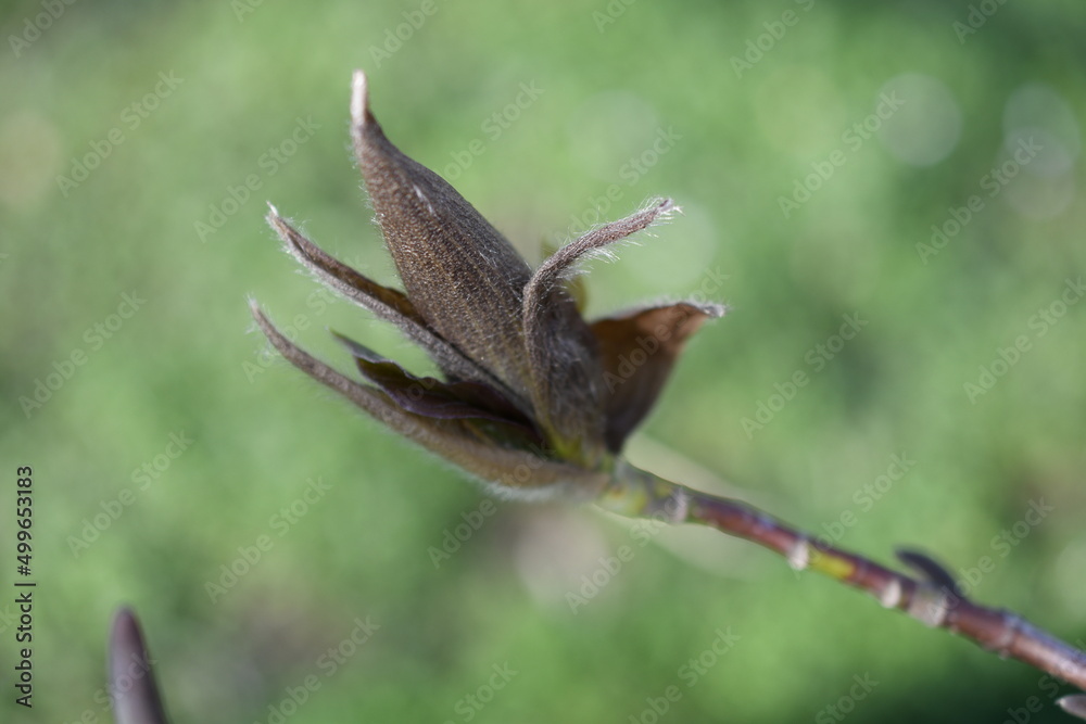 Magnolia Magnolia