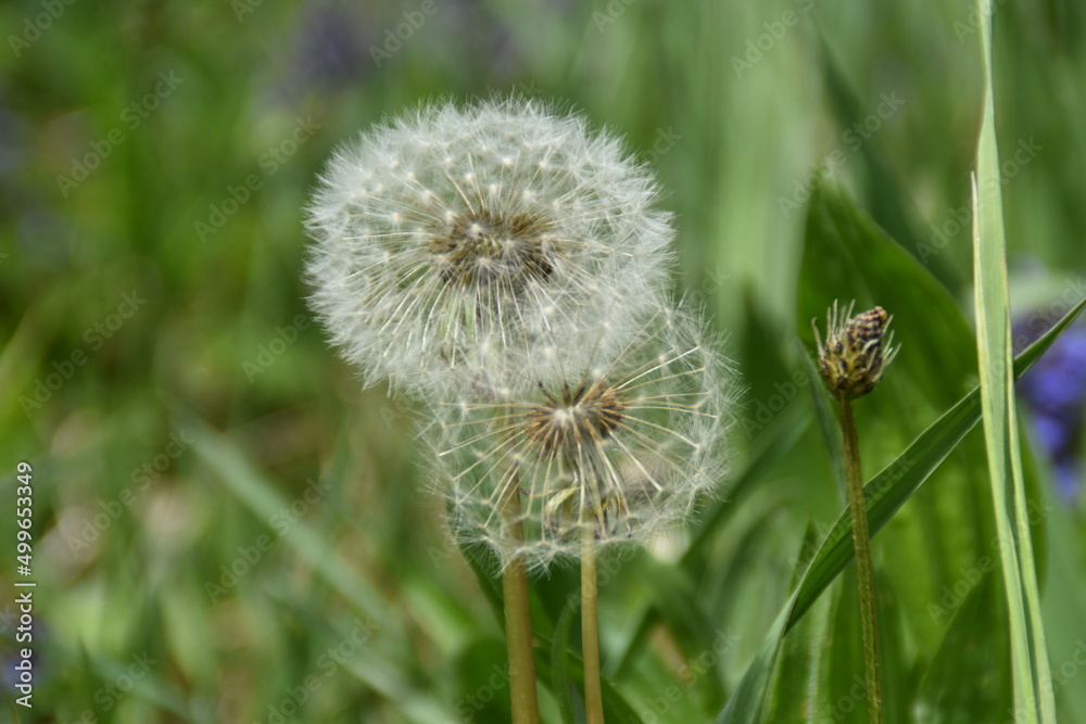 Fototapeta premium dandelion head