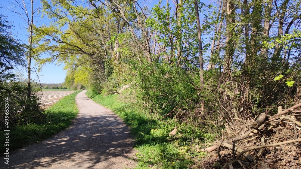 Fototapeta premium Grötzingen Baggersee, See im Wald Deutschland