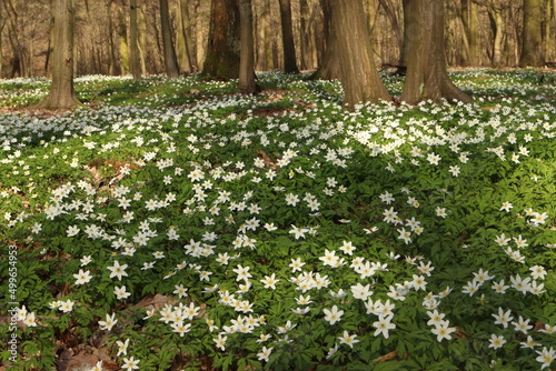 Anemone nemorosa, a buttercup plant growing in deciduous forests, the first messenger of spring