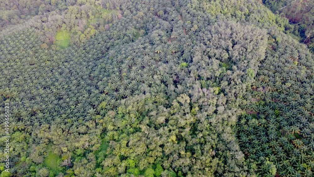 Aerial look down oil palm estate near hill area