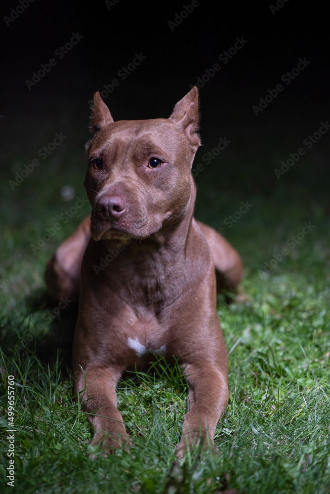 Portrait of a purebred American Pit Bull Terrier on a summer night.