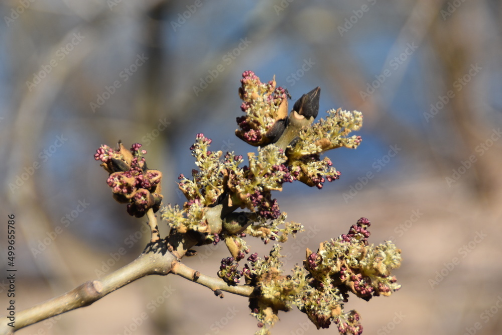 Fototapeta premium spring blossom in spring
