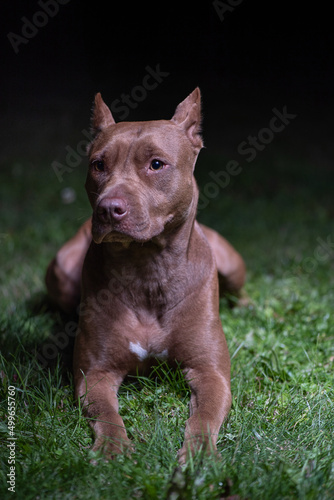 Portrait of a purebred American Pit Bull Terrier on a summer night. © shymar27