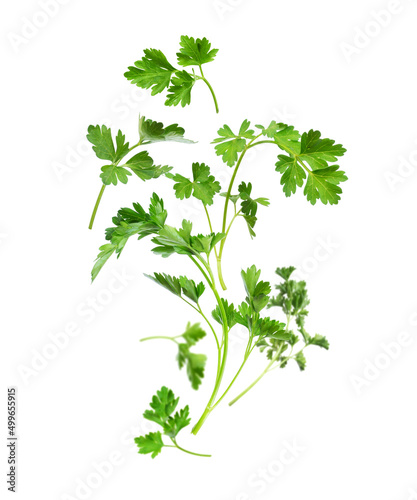 Bouquet of fresh parsley in the air isolated on a white background