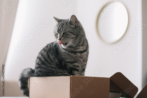 Fototapeta Naklejka Na Ścianę i Meble -  funny tabby scottish straight cat at home. Cat portrait