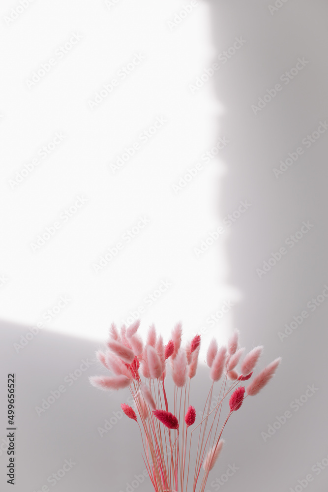 Still life of pink dry lagurus flowers on white background with copy space