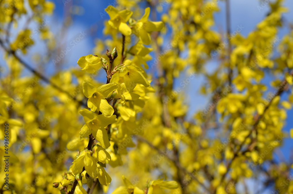 Forsythia bloom close-up shrub with beautiful yellow flowers in the garden on blue sky background Forsythia bloom close-up shrub with beautiful yellow flowers in the garden on blue sky background