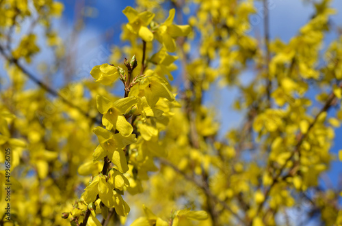 Forsythia bloom close-up shrub with beautiful yellow flowers in the garden on blue sky background