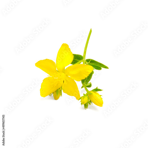 St. John's wort plant close up isolated on white background, a flower of tutsan close up isolated on white