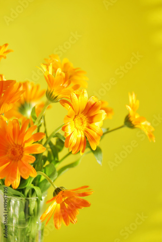 A bouquet of Calendula flowers close up on yellow background