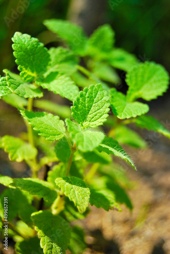 Wallpaper Mural Lemon Balm plant close up, Melissa officinalis growing in the garden Torontodigital.ca