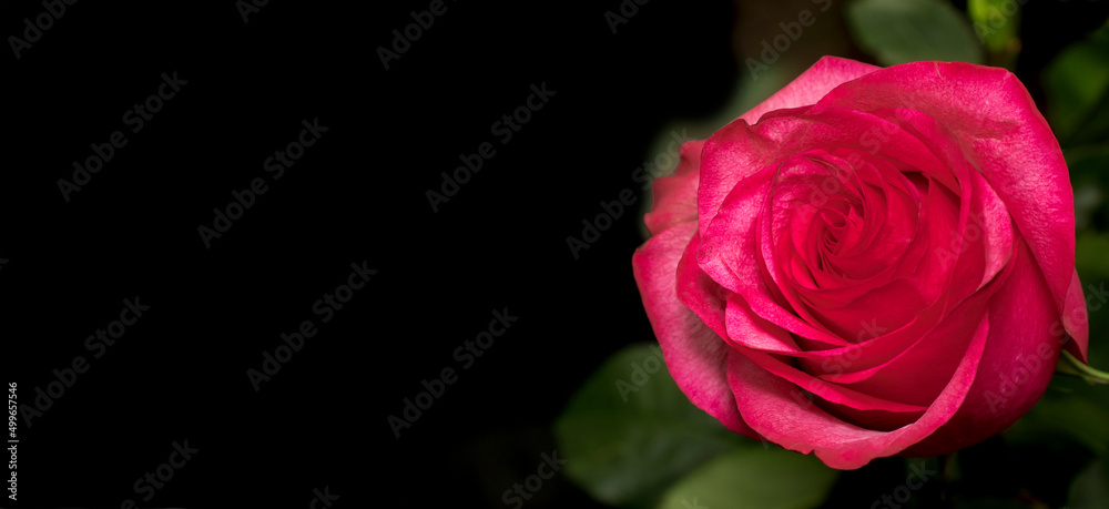 Rose on a black background with space for text. The concept of mourning. Banner. Copy space