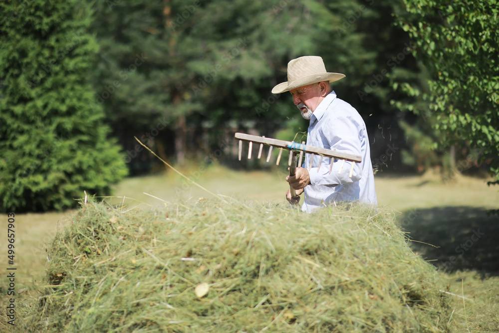 An elderly farmer cleans up the cut hay. A gray-haired man mows the grass in the meadow. An elderly farmer cleans up the cut hay. A gray-haired man mows the grass in the meadow.