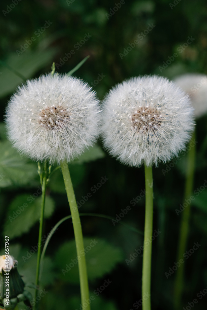 Two dandelions on a dark green background. Vertical image. Two dandelions on a dark green background. Vertical image.
