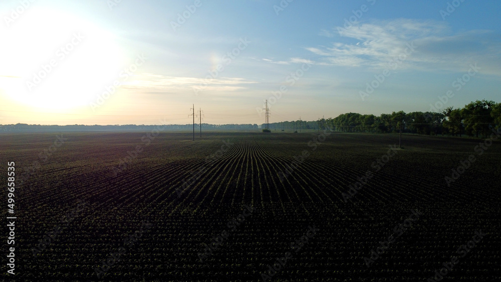 Aerial drone view flight over plowed field with young corn sprouts at dawn sunset. Agriculture, agricultural activities. Rural country landscape. Agronomy, farming, countryside background. Rise up Aerial drone view flight over plowed field with young corn sprouts at dawn sunset. Agriculture, agricultural activities. Rural country landscape. Agronomy, farming, countryside background. Rise up