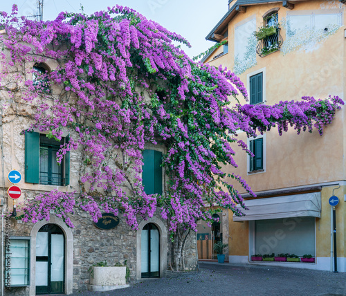 Bougainvillea covering old stone house on piazza in Italy