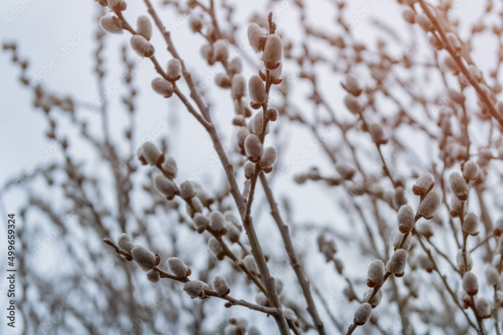 Blooming verba branches in spring forest background.
