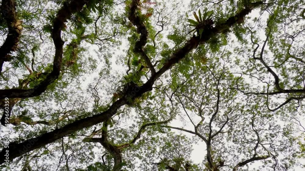 Aerial view the top of rainforest tree in overcast day Aerial view the top of rainforest tree in overcast day