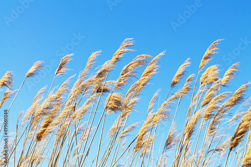 Dry reed field on blue sky background