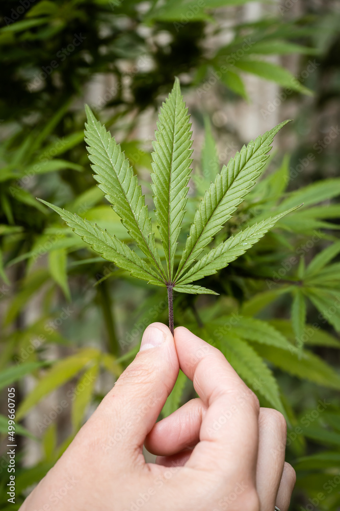 hand holding a green marijuana leaf on a cannabis leaf background.medical cannabis. hand holding a green marijuana leaf on a cannabis leaf background.medical cannabis.