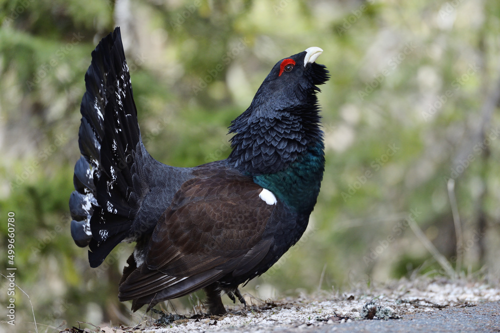 Auerhahn Brunft in den Alpen
Mating season grouse in the Alps Auerhahn Brunft in den Alpen
Mating season grouse in the Alps