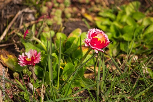 Wallpaper Mural Daisies bloomed in a flower bed Torontodigital.ca