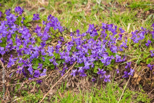 Forest glade with blooming violets