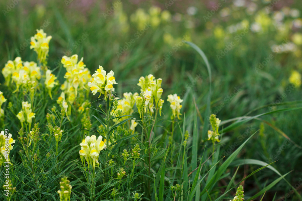 yellow flowers in summer meadow