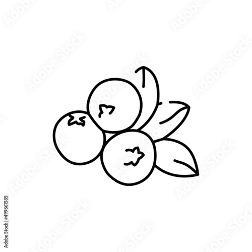 Cowberry plant color line icon. Pictogram for web page