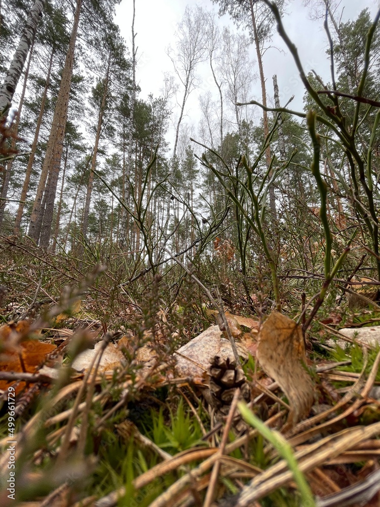 Obraz premium forest in spring